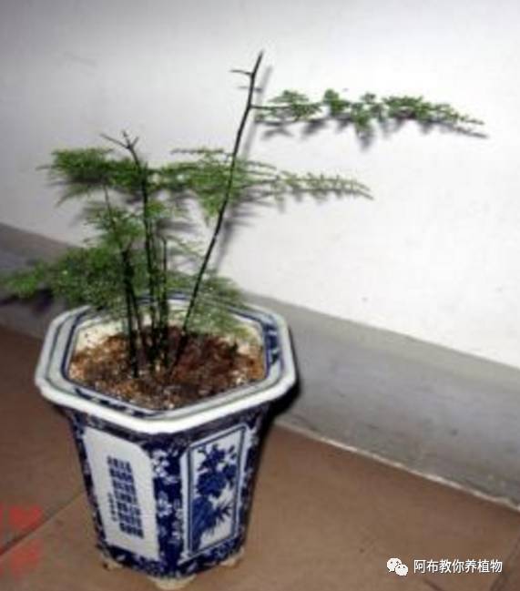 绿萝植物养护,绿萝植物养护知识