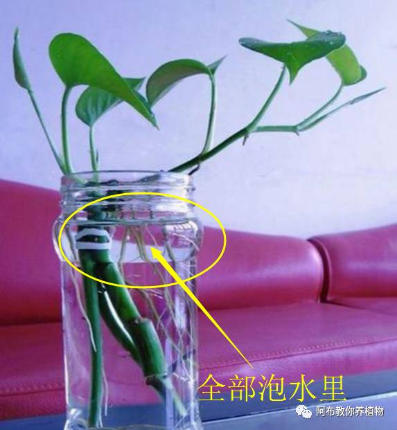 绿萝植物养护,绿萝植物养护知识