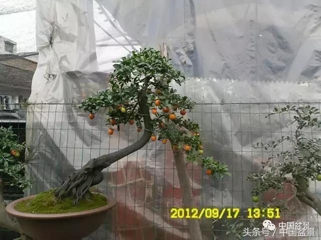 直杆式盆景的飘枝布局原则,松树飘枝式盆景图片大全