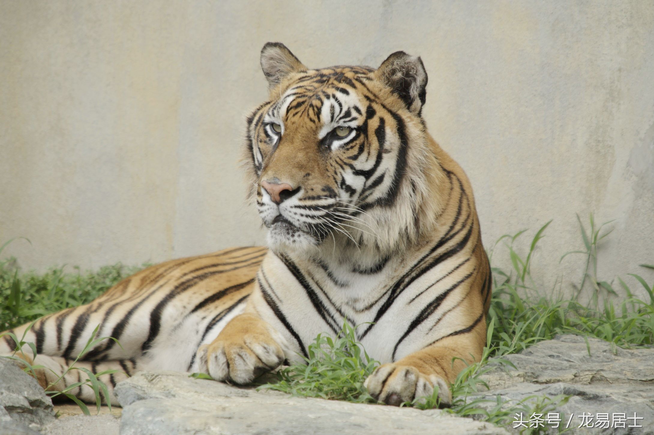 中国的十二生肖现在还有几个,中国的十二生肖都是什么