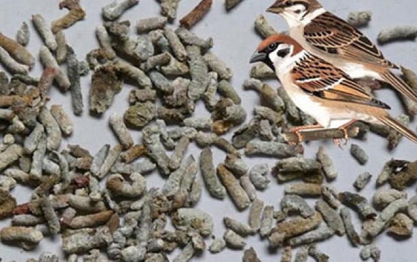 谈谈中药的奇葩事:粪便当中药,口味也太重了吧!你吃得下吗?