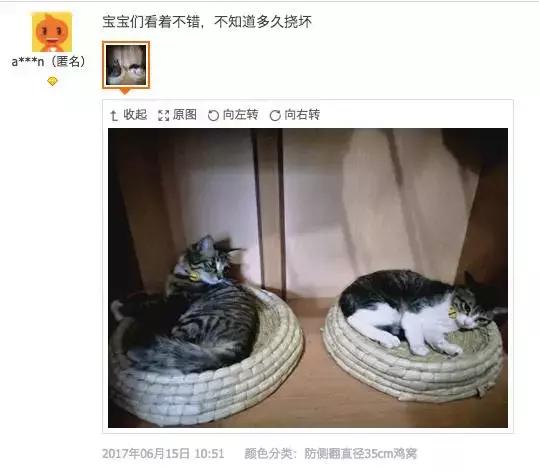 铝盆和鸡窝卖断货了，看猫咪用品创业商机