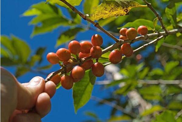 带你了解一下咖啡的相关知识,中美洲有哪些国家产咖啡
