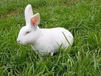 小兔子乖乖花了多少钱,小兔子乖乖幸福成长