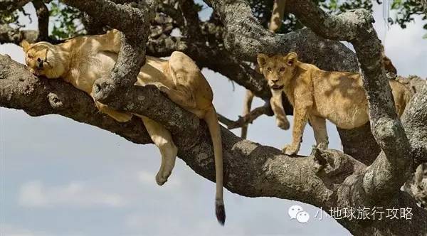 可能是最全的,肯尼亚坦桑尼亚动物百科。小地球耗时一周整理!