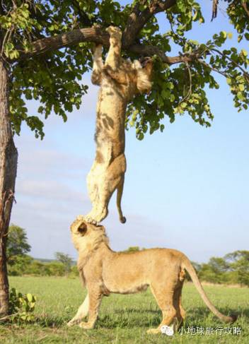 可能是最全的,肯尼亚坦桑尼亚动物百科。小地球耗时一周整理!
