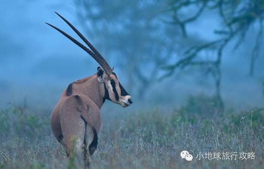 可能是最全的,肯尼亚坦桑尼亚动物百科。小地球耗时一周整理!