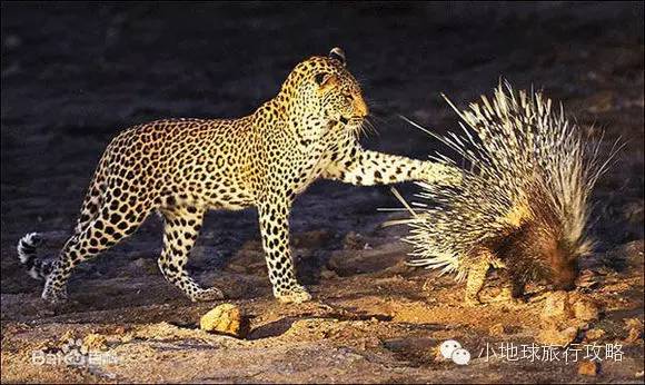 可能是最全的,肯尼亚坦桑尼亚动物百科。小地球耗时一周整理!