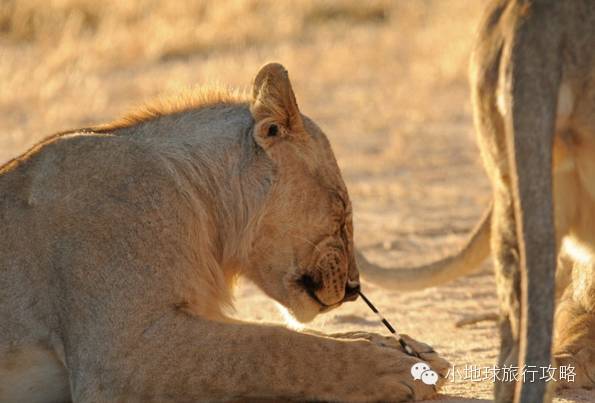 可能是最全的,肯尼亚坦桑尼亚动物百科。小地球耗时一周整理!