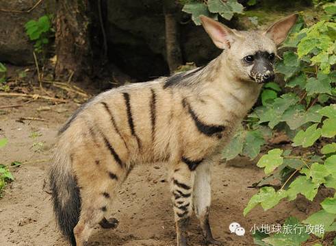 可能是最全的,肯尼亚坦桑尼亚动物百科。小地球耗时一周整理!