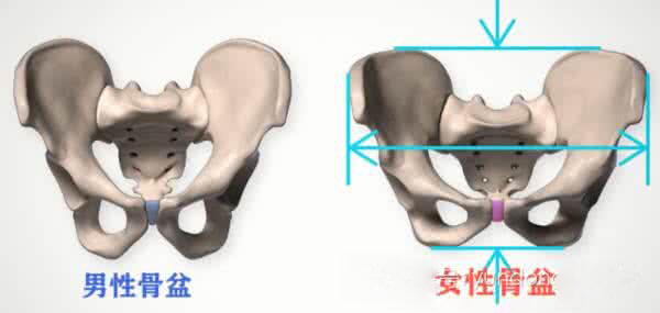 屁股大好生养是真的假的,屁股宽好顺产么
