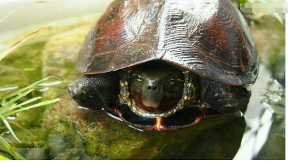 中华草龟和野生草龟的区别,草龟跟中华草龟有什么区别