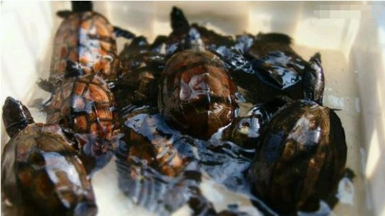 中华草龟和野生草龟的区别,草龟跟中华草龟有什么区别