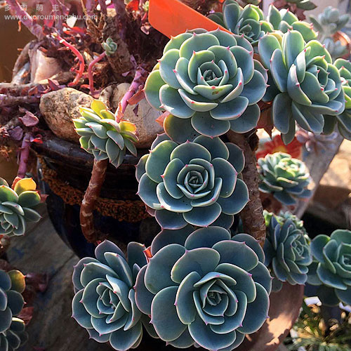 蓝色惊喜多肉老桩图片,多肉红梅老桩图片大全