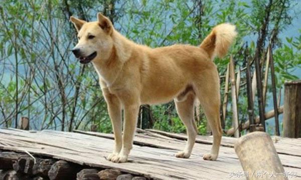 野犬抢食物被咬死,恶犬咬死野猪的全过程