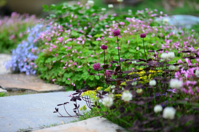 鎷滆涓滅鑽夊爞,鑺卞洯鎷滆