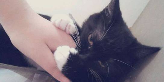 猫咪牙齿被划伤,猫咪牙齿被磕碎了