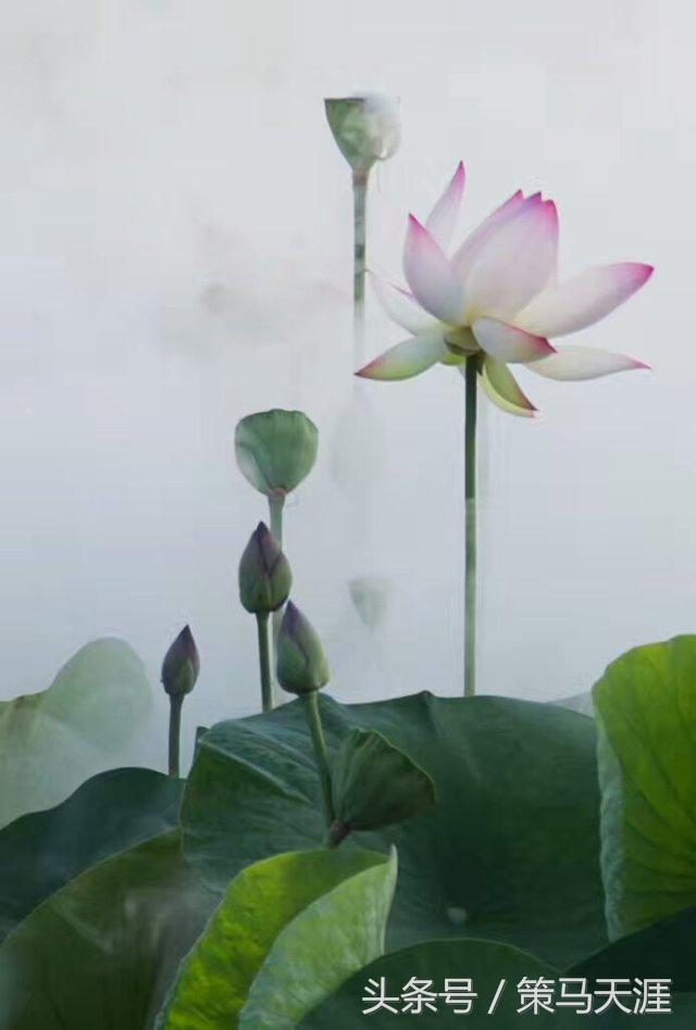 君子如荷出淤泥而不染图片,荷出淤泥而不染的隶书