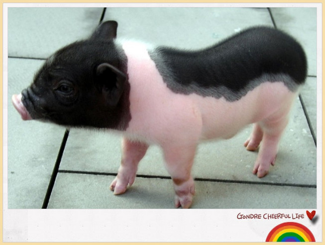 可爱宠物茶杯犬100元一只,英国微型宠物猪