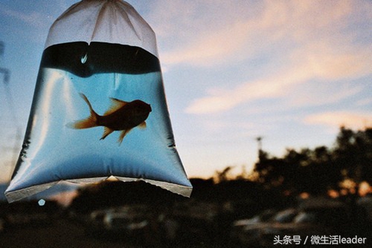 太阳水瓶座月亮星座水瓶座,星座水瓶座的感情运势