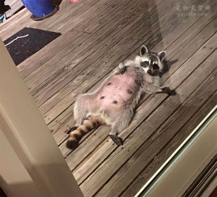 养一只浣熊,养浣熊的照片日常