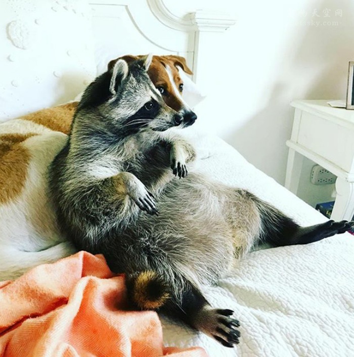 养一只浣熊,养浣熊的照片日常