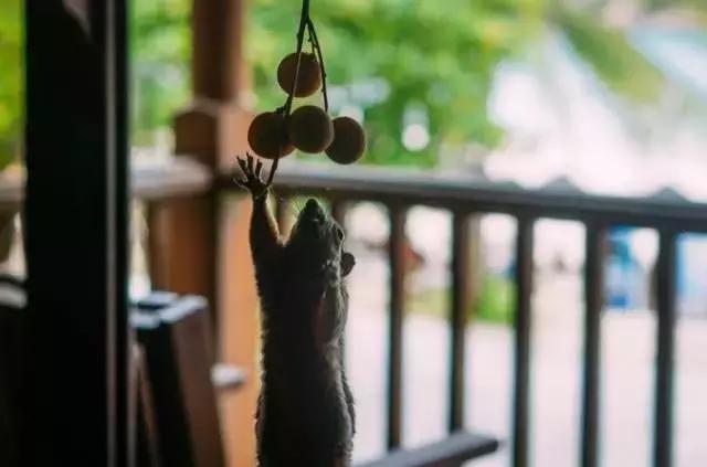 马来西亚五日游吉隆坡槟城仙本那,马来西亚仙本那和槟城哪个值得去