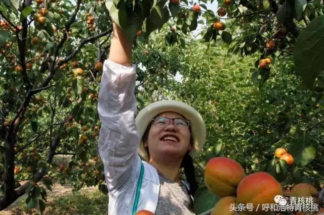 呼和浩特摘杏一日游,呼和浩特乌素图摘杏的地方