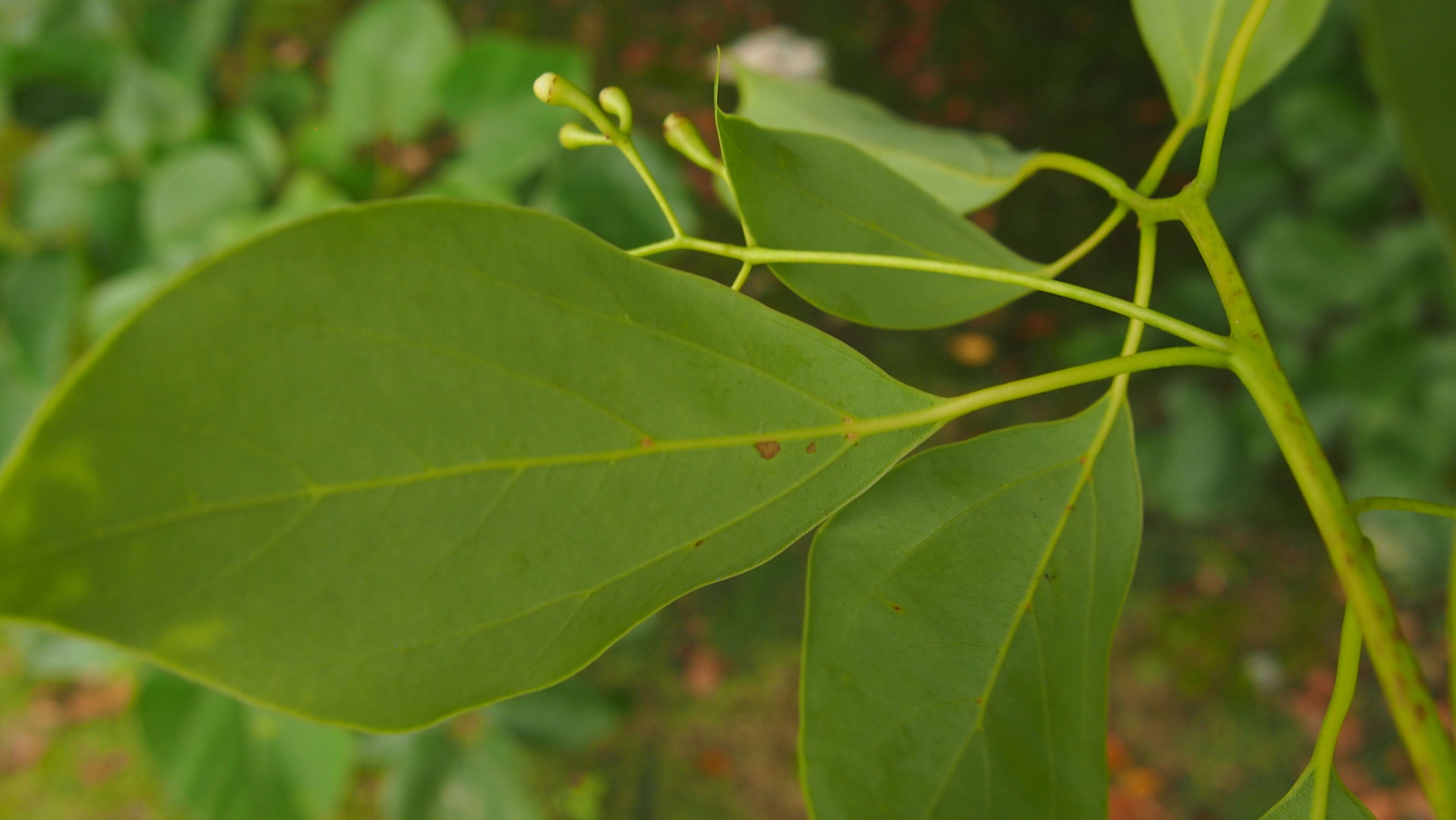 樟名字解读,樟字名字含义