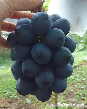 有种葡萄园，卖的不是产品，而是特色