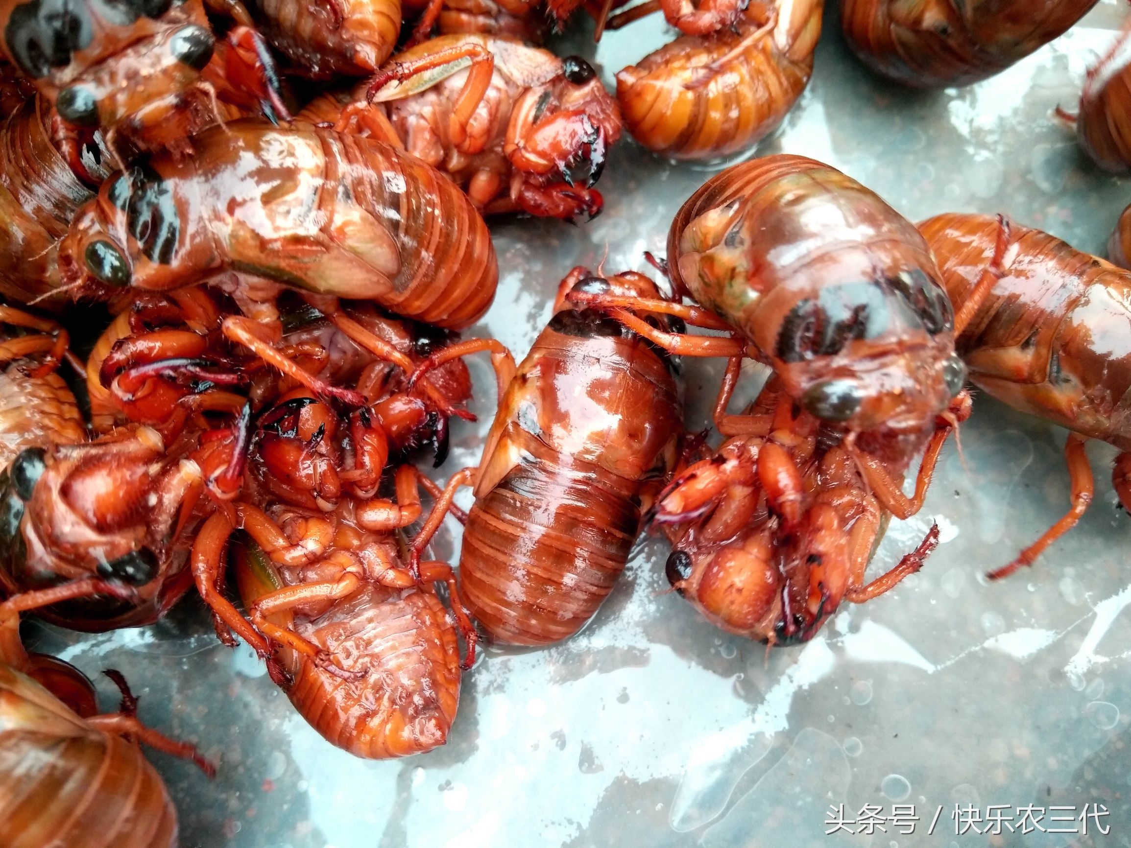 夏季农村集市上火爆的小生意,果农靠它日入千元