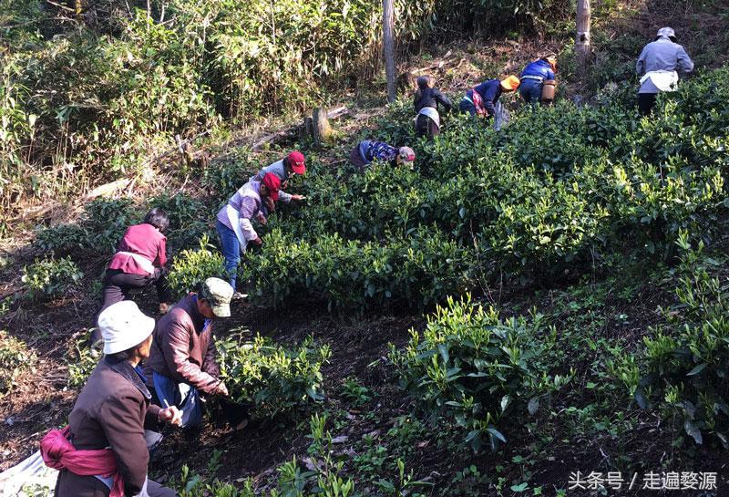 婺源最好的茶是哪一款,婺源茶买哪个牌子