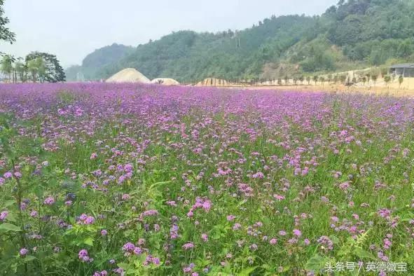 刘家旺普罗旺斯薰衣草花海,法国普罗旺斯薰衣草花海唯美视频