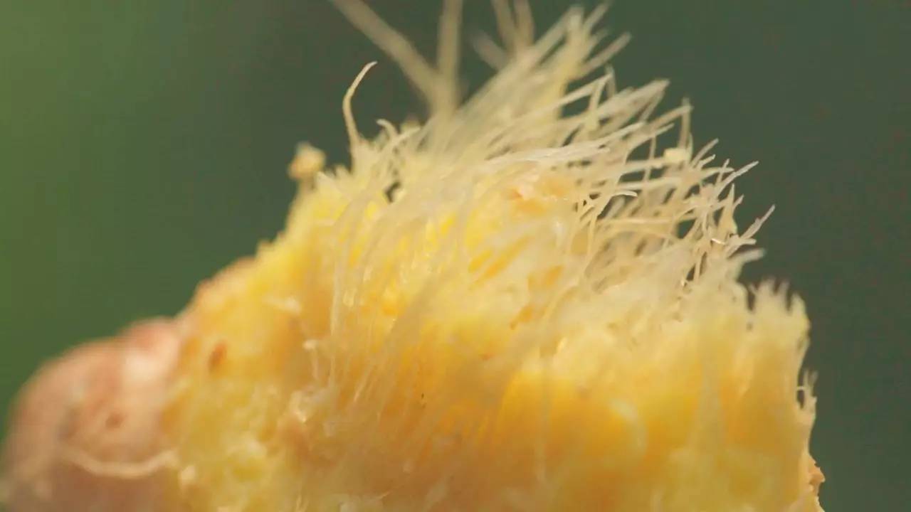 三伏天自制美食,伏天一碗汤的做法大全