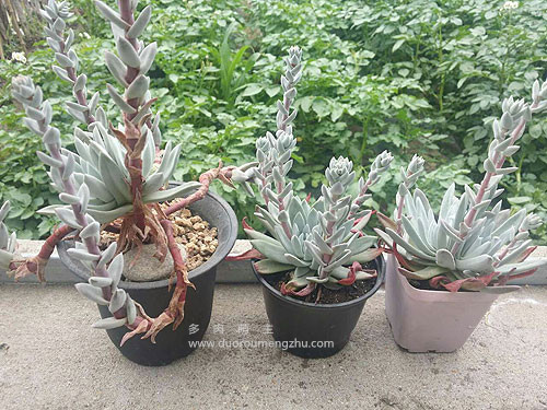 蓝色惊喜多肉老桩图片,多肉红梅老桩图片大全