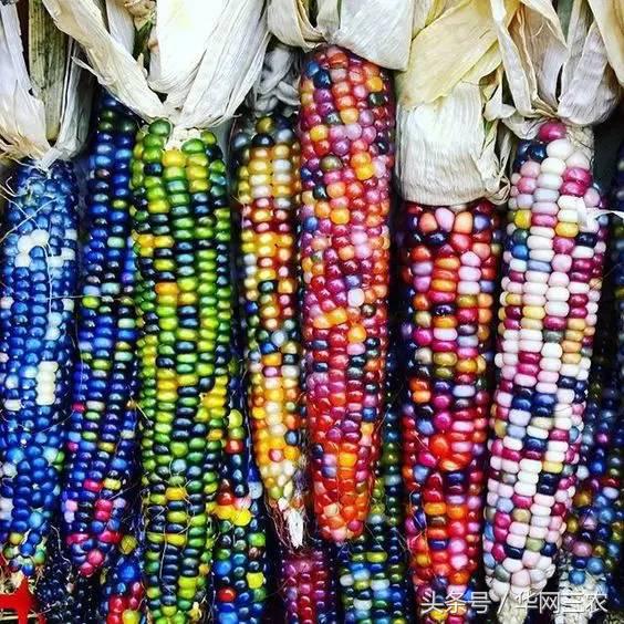 缅甸特产吃过3种算你牛？台州土特产出名啦看看有没有你老家的？网购的土特产都是家乡的味道？忻州特产？