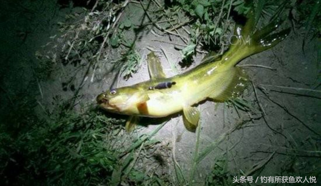 夏季钓昂刺鱼打窝,夏天钓昂刺用什么饵料