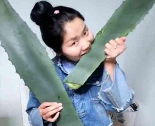 网红直播吃的芦荟的危害,误食芦荟