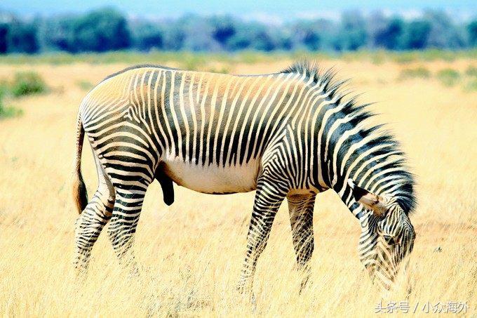 小众旅游地探索攻略,坦桑尼亚游猎攻略