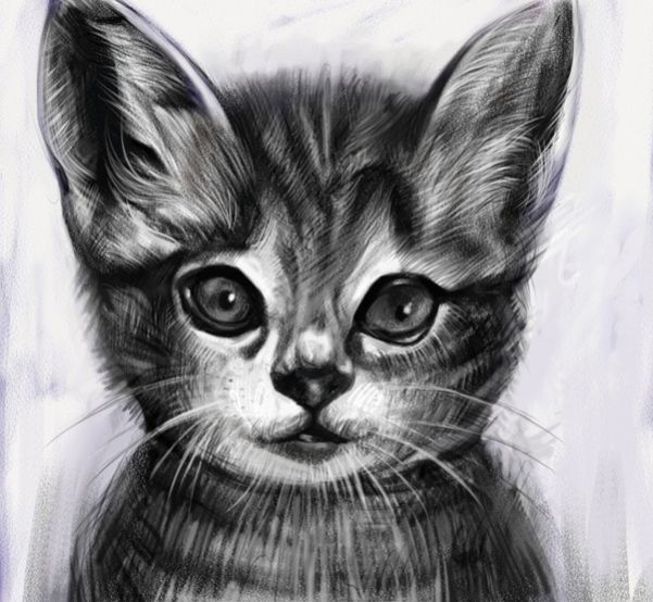 大半夜遇到黑猫,大半夜的黑猫