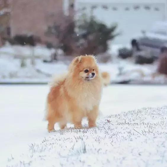 常见品种狗狗的优点和缺点分析,常见的狗狗品种大全