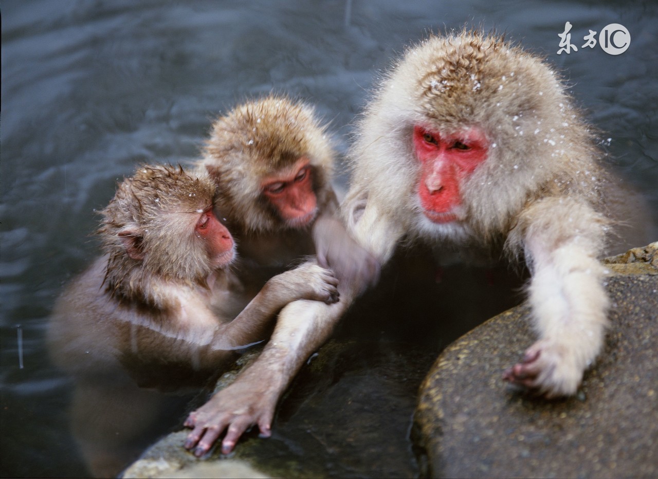 属猴的哪个月命苦,属猴的命苦哪几个月