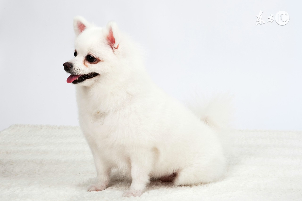 十狗九不易属狗的人命都苦吗,几月份生的属狗人聪明