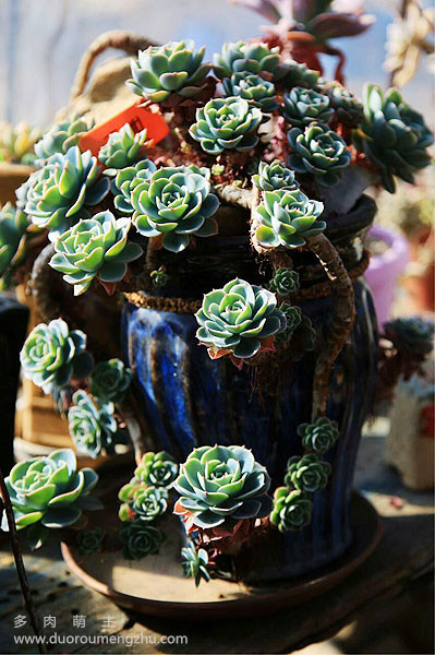 蓝色惊喜多肉老桩图片,多肉红梅老桩图片大全