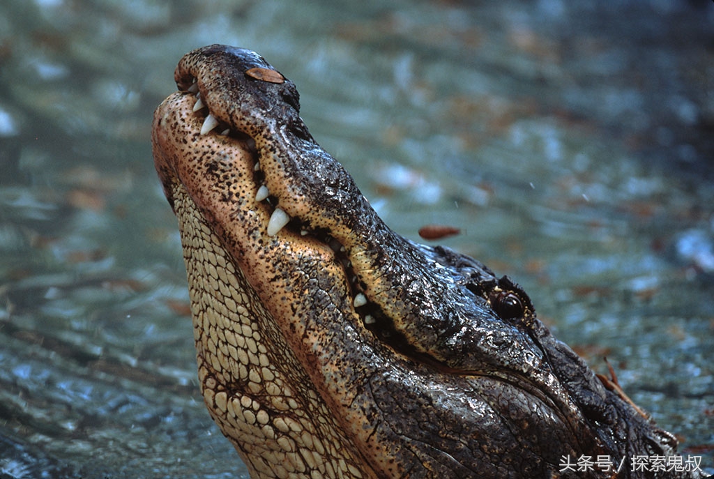 咬合力最强的动物鳄鱼,鳄鱼系列上咬合力最强的动物