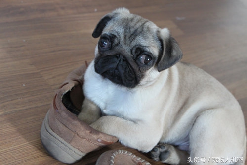 巴哥犬是中国本土狗吗,巴哥狗又叫沙皮狗吗