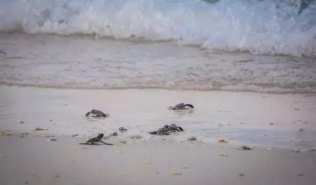 马来西亚五日游吉隆坡槟城仙本那,马来西亚仙本那和槟城哪个值得去