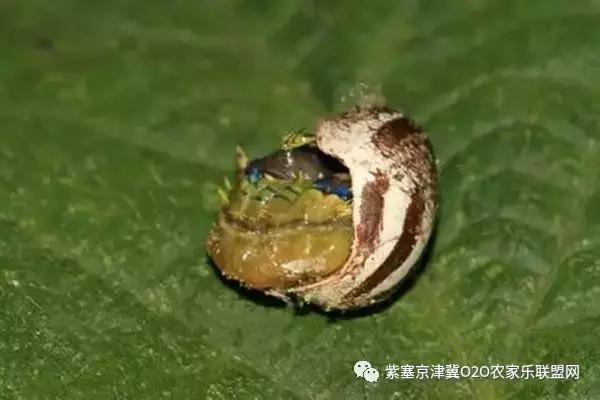 今年夏天，承德有种很小的动物，此神兽攻击力极强摸一下，神魂颠倒，还能吃？而且价格不菲！