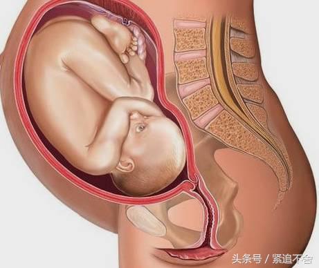 超萌龙凤胎宝宝图片,孕1到9周胎儿发育全过程