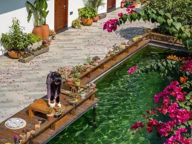 七星岩夏天的荷花图片,七星岩景区有荷花吗